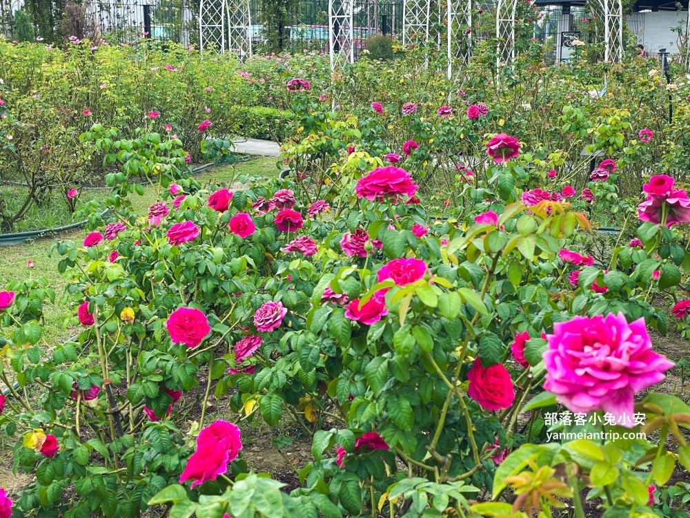 台南後壁區超美「雅聞湖濱療癒森林」漫遊歐洲花園一日遊趣