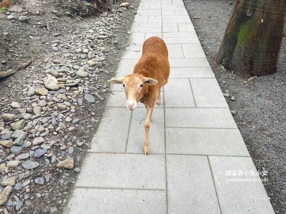 宜蘭「水岸森林休閒農場」位於冬山鄉的森林物語可愛動物園區