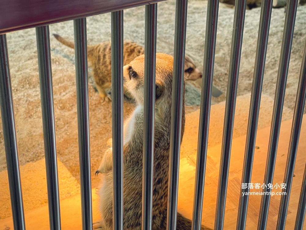 宜蘭「水岸森林休閒農場」位於冬山鄉的森林物語可愛動物園區