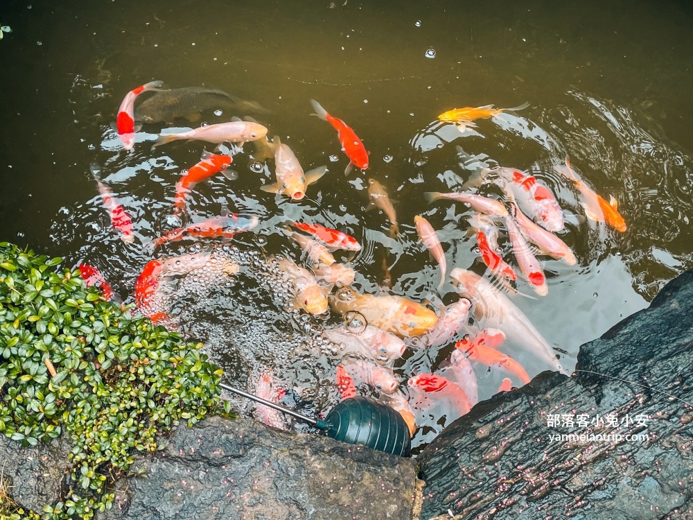 📍深坑美食~大團園景觀餐廳，看似不起眼卻是好吃的土雞餐廳