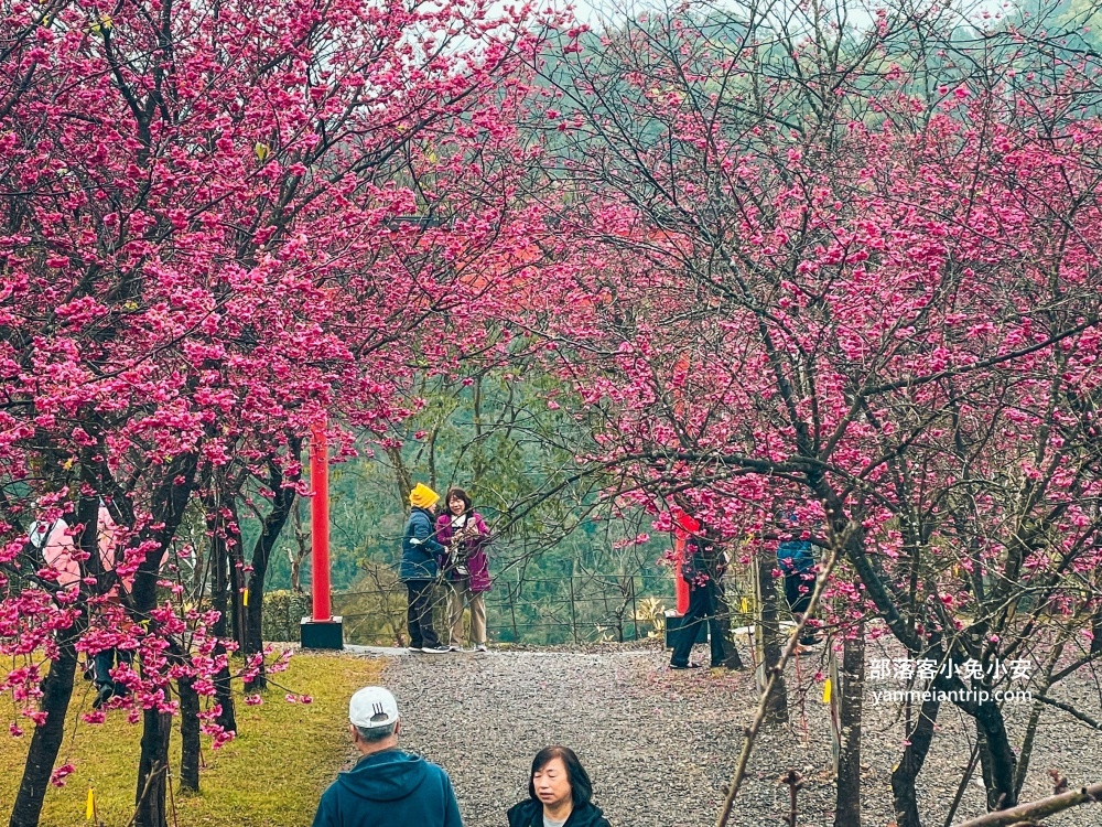 宜蘭冬山最美露營區！松櫻秘境，免費開放參觀櫻花林有夠浪漫的