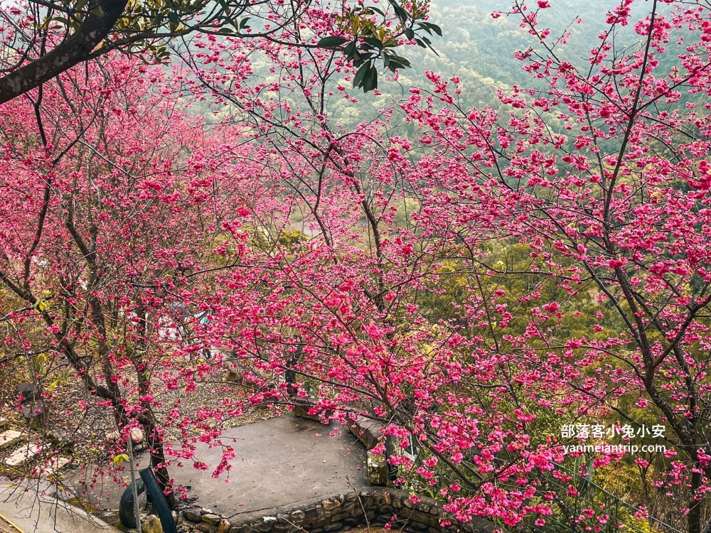 宜蘭冬山最美露營區！松櫻秘境，免費開放參觀櫻花林有夠浪漫的