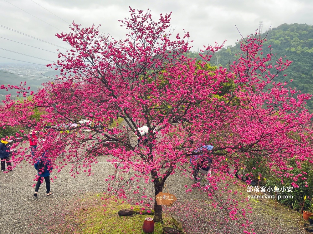 宜蘭冬山最美露營區！松櫻秘境，免費開放參觀櫻花林有夠浪漫的