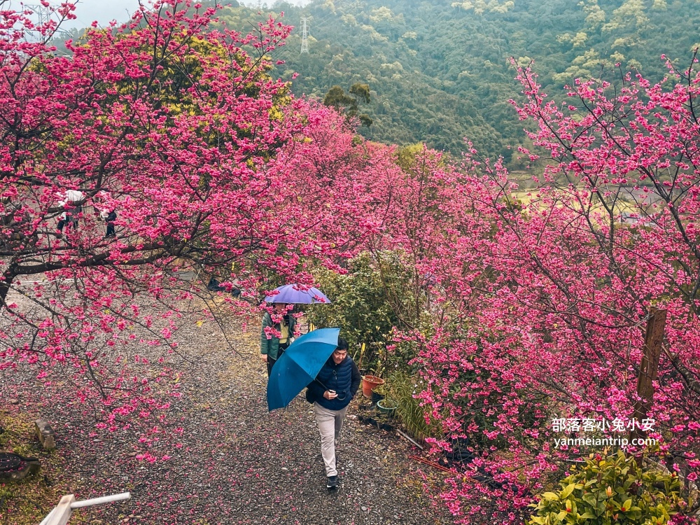 宜蘭冬山最美露營區！松櫻秘境，免費開放參觀櫻花林有夠浪漫的