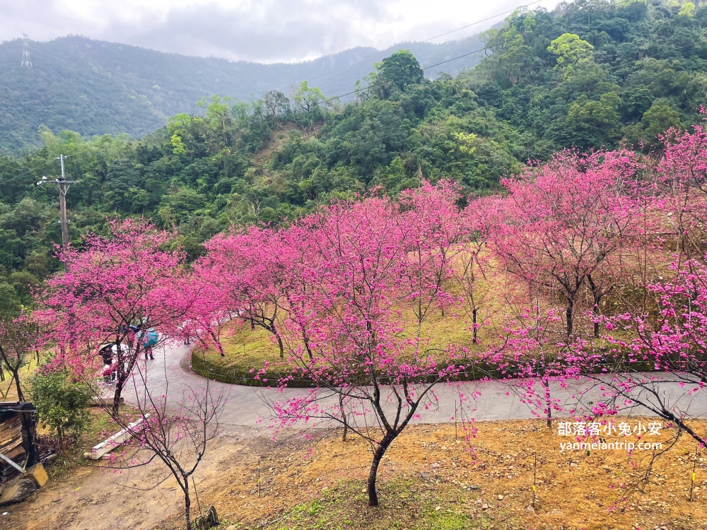 宜蘭冬山最美露營區！松櫻秘境，免費開放參觀櫻花林有夠浪漫的