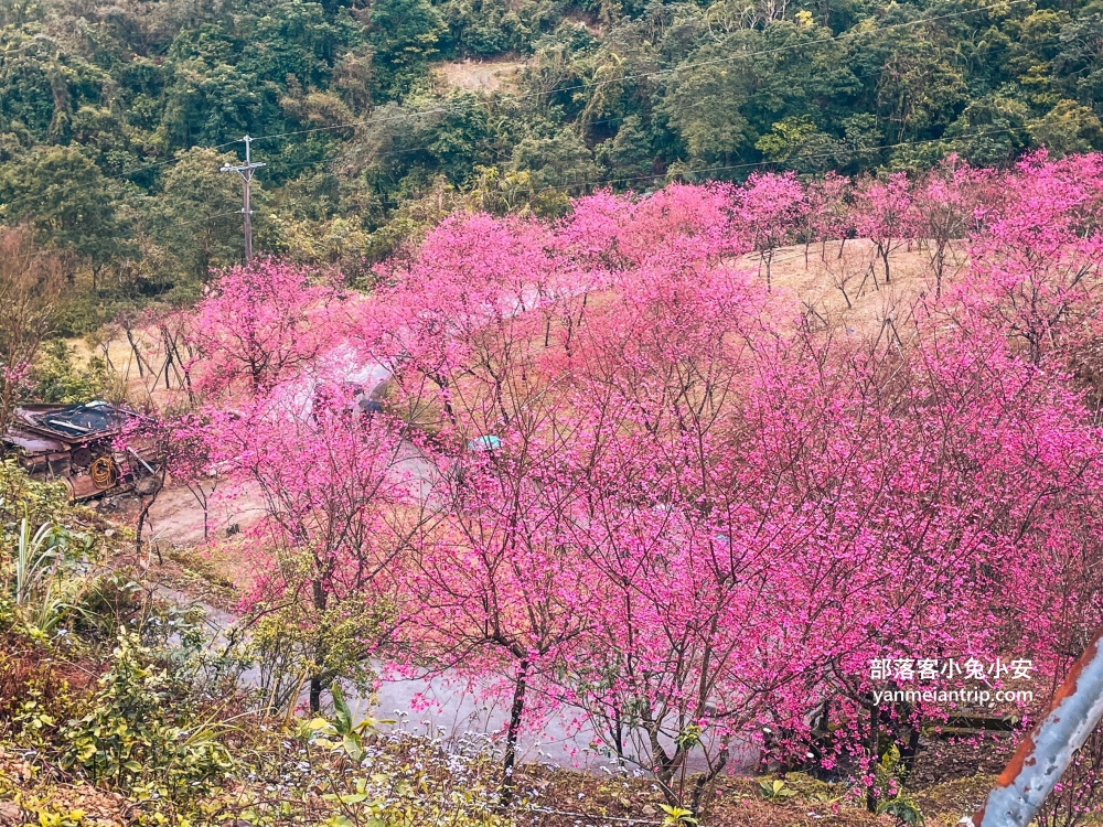 宜蘭冬山最美露營區！松櫻秘境，免費開放參觀櫻花林有夠浪漫的