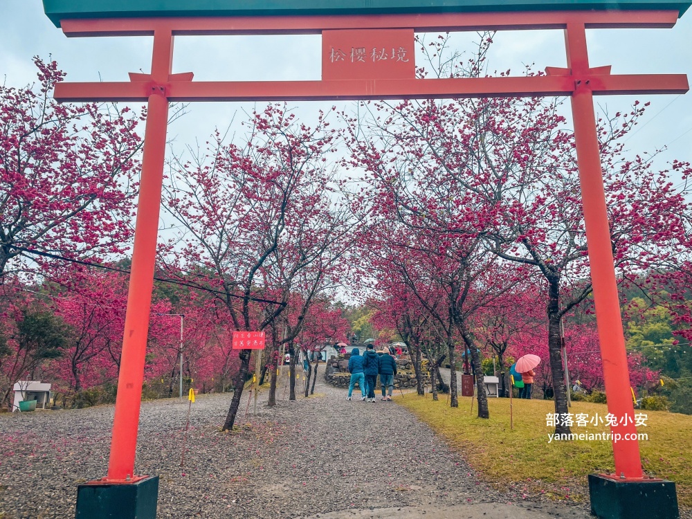 宜蘭冬山最美露營區！松櫻秘境，免費開放參觀櫻花林有夠浪漫的