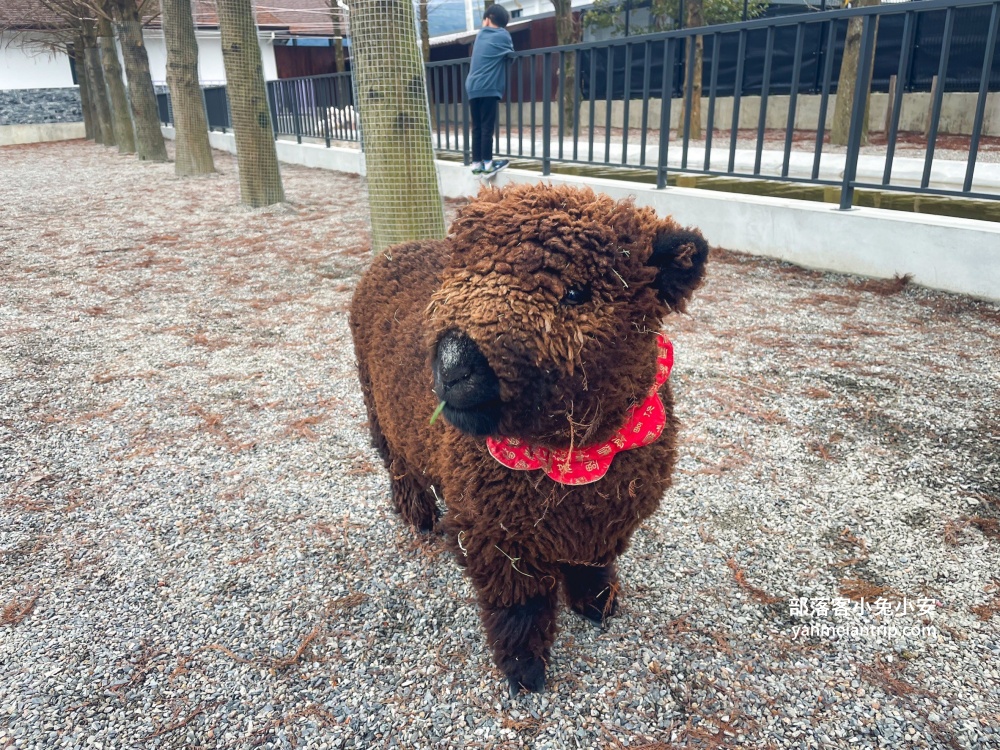 【宜蘭樹懶餐廳】全新萌寵景觀餐廳！來餵食高地牛、泰迪羊、鸚鵡，現場還有鵜鶘驚喜現身！