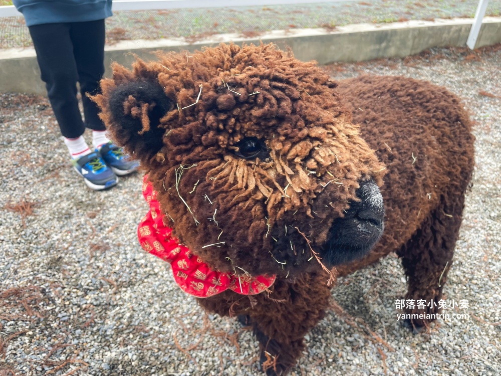 【宜蘭樹懶餐廳】全新萌寵景觀餐廳！來餵食高地牛、泰迪羊、鸚鵡，現場還有鵜鶘驚喜現身！