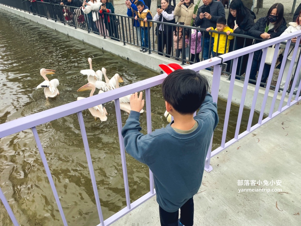 【宜蘭樹懶餐廳】全新萌寵景觀餐廳！來餵食高地牛、泰迪羊、鸚鵡，現場還有鵜鶘驚喜現身！