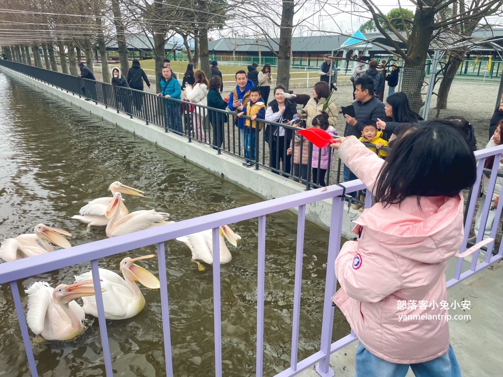 【宜蘭樹懶餐廳】全新萌寵景觀餐廳！來餵食高地牛、泰迪羊、鸚鵡，現場還有鵜鶘驚喜現身！