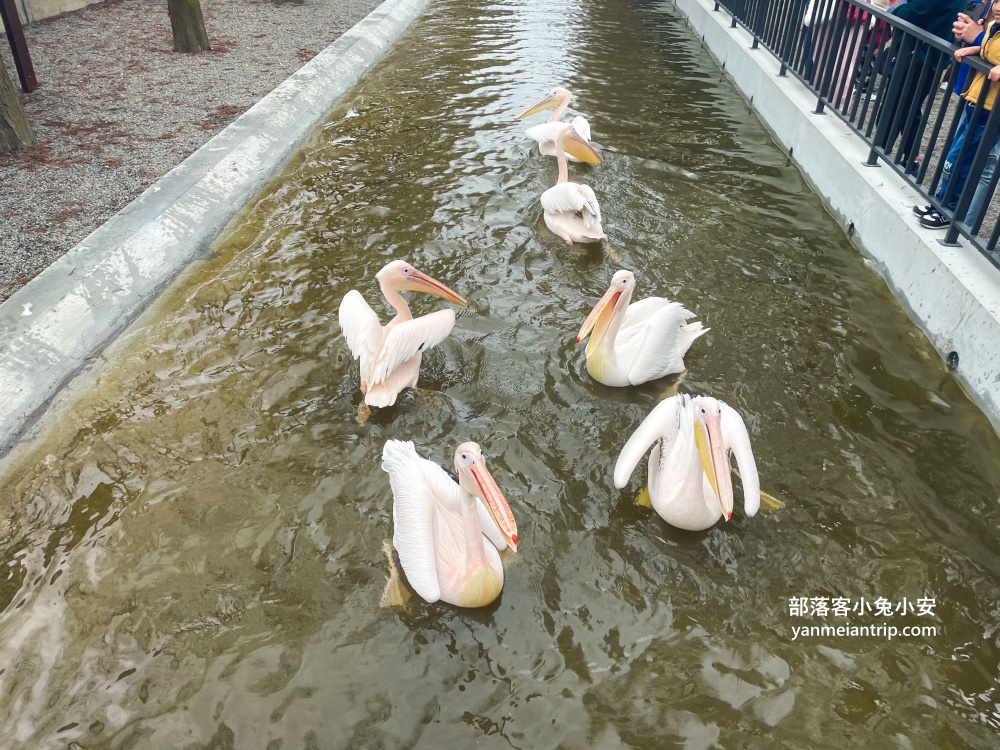 【宜蘭樹懶餐廳】全新萌寵景觀餐廳！來餵食高地牛、泰迪羊、鸚鵡，現場還有鵜鶘驚喜現身！