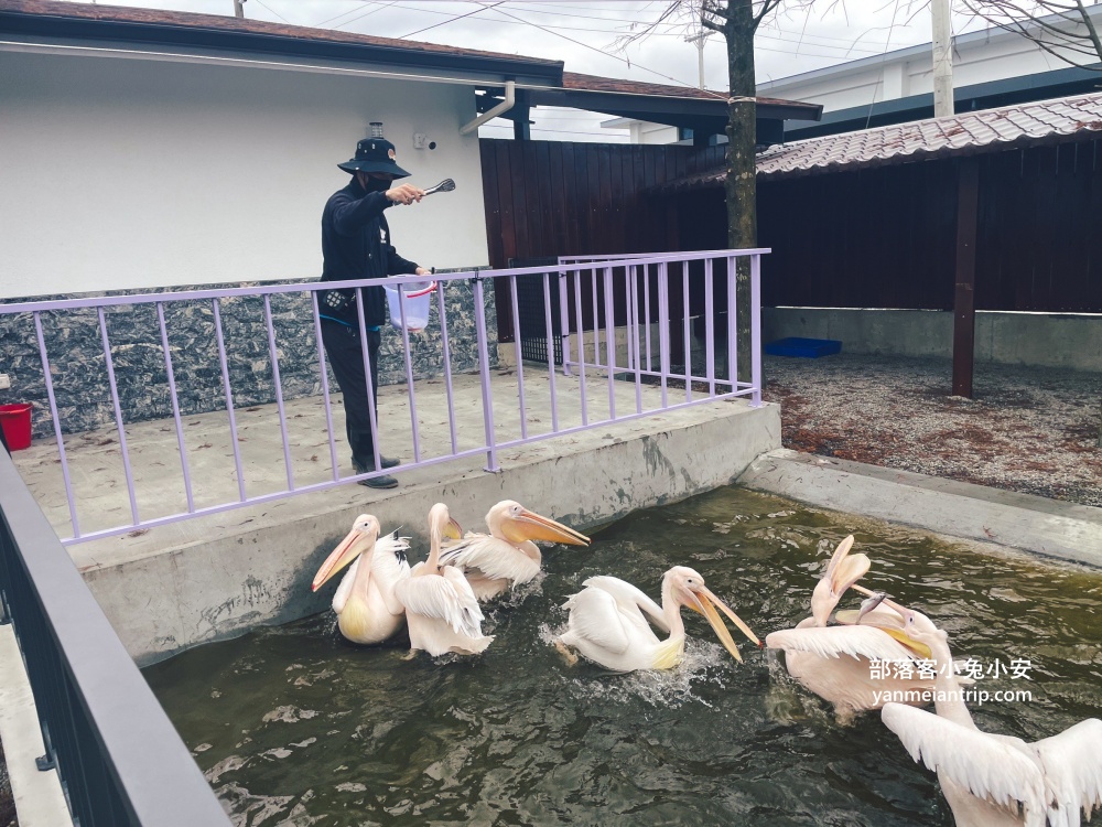 【宜蘭樹懶餐廳】全新萌寵景觀餐廳！來餵食高地牛、泰迪羊、鸚鵡，現場還有鵜鶘驚喜現身！