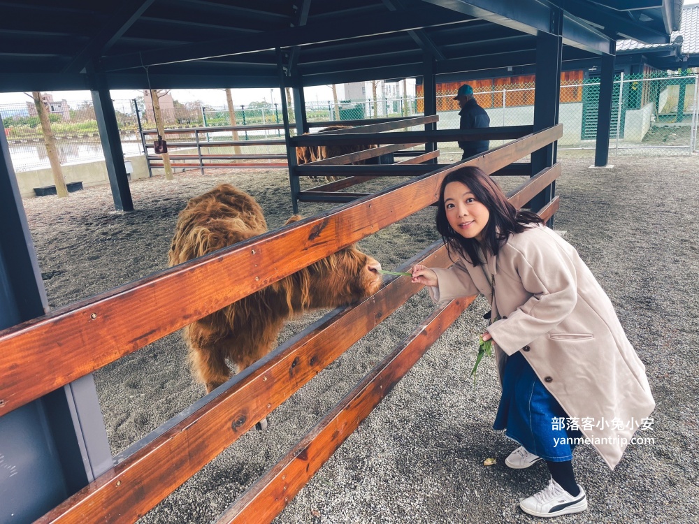 【宜蘭樹懶餐廳】全新萌寵景觀餐廳！來餵食高地牛、泰迪羊、鸚鵡，現場還有鵜鶘驚喜現身！