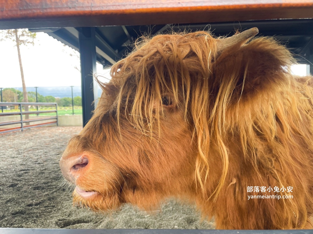 【宜蘭樹懶餐廳】全新萌寵景觀餐廳！來餵食高地牛、泰迪羊、鸚鵡，現場還有鵜鶘驚喜現身！