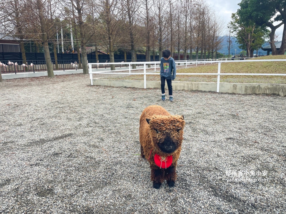 【宜蘭樹懶餐廳】全新萌寵景觀餐廳！來餵食高地牛、泰迪羊、鸚鵡，現場還有鵜鶘驚喜現身！