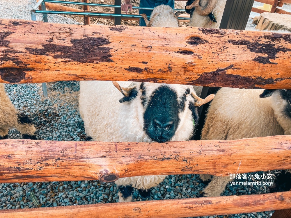 南投鹿谷【鹿芝谷生態景觀園區】山中小鎮的可愛動物農場