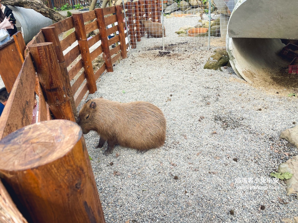 南投鹿谷【鹿芝谷生態景觀園區】山中小鎮的可愛動物農場