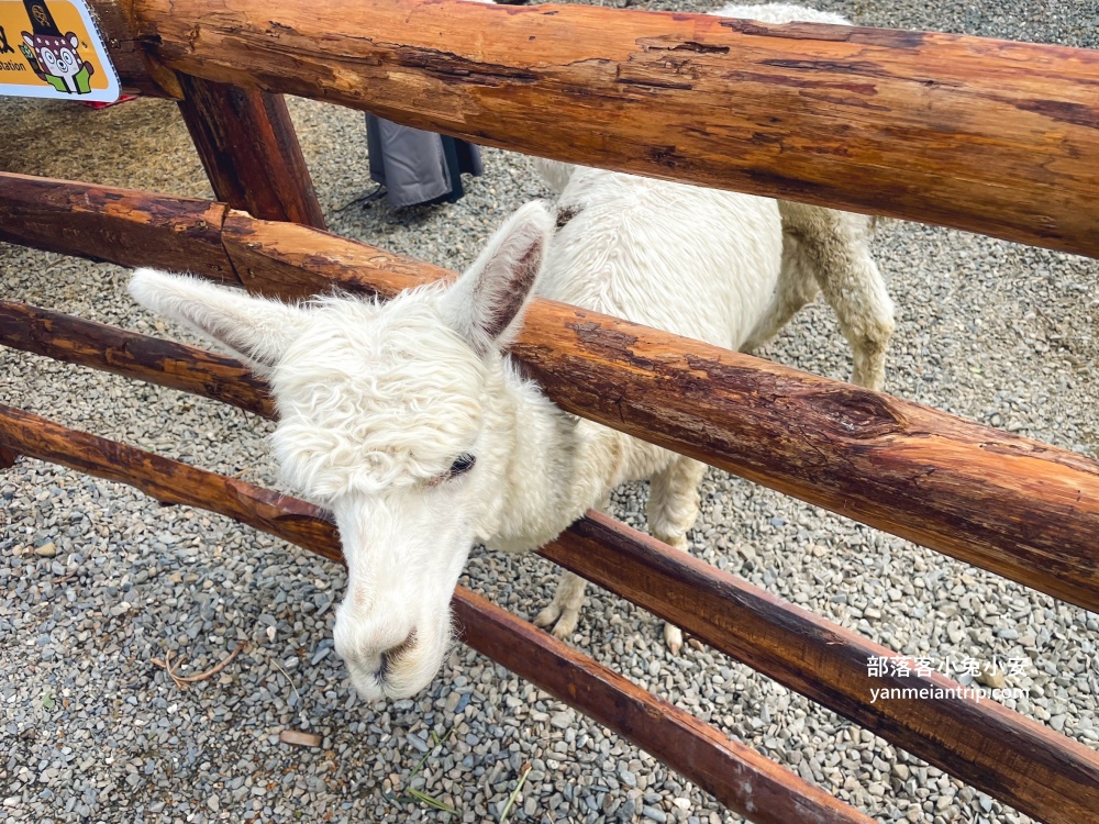 南投鹿谷【鹿芝谷生態景觀園區】山中小鎮的可愛動物農場