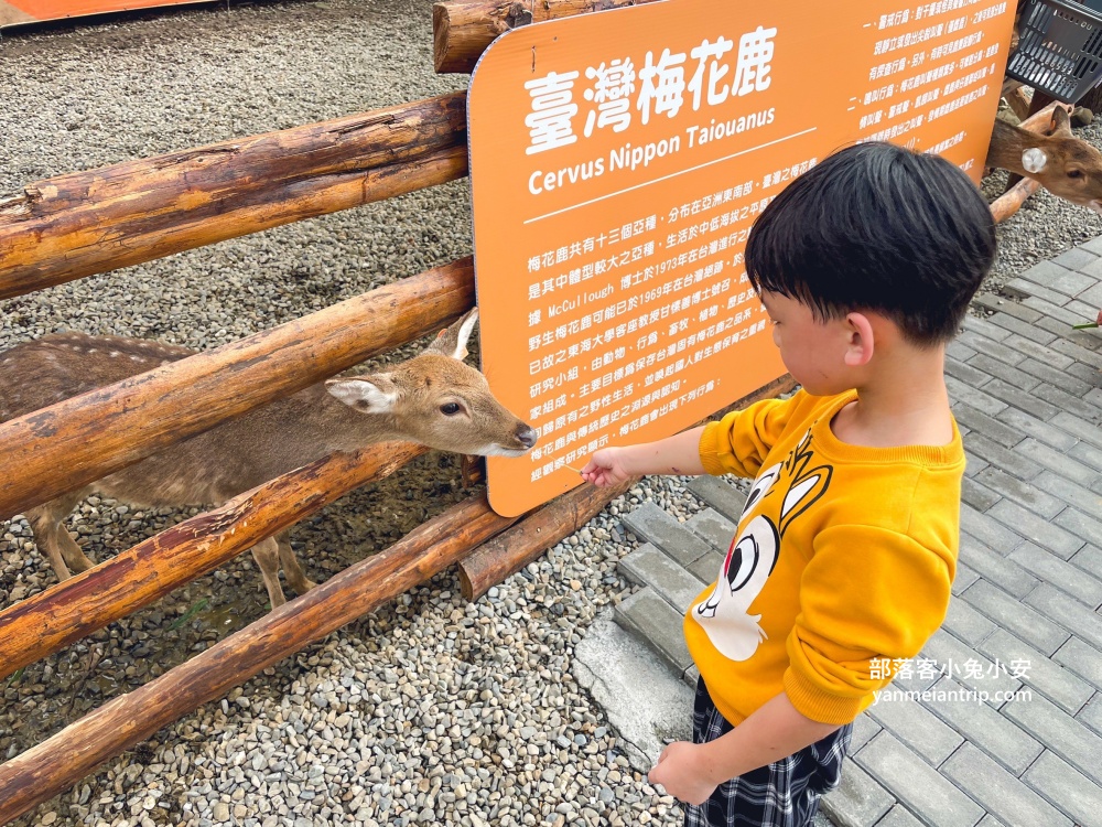 南投鹿谷【鹿芝谷生態景觀園區】山中小鎮的可愛動物農場