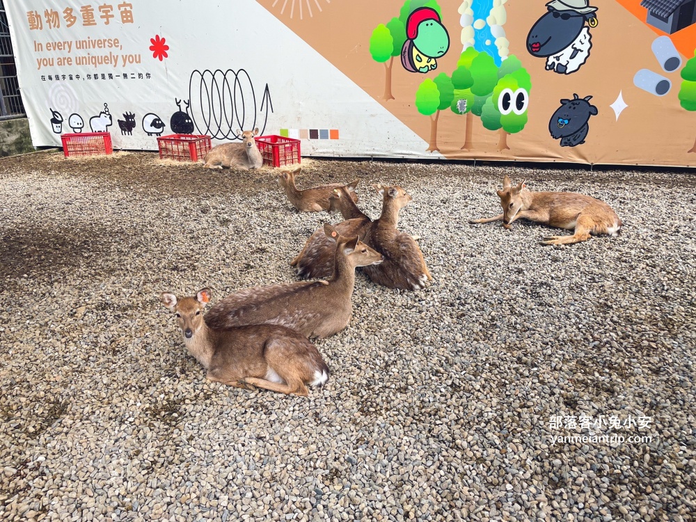 南投鹿谷【鹿芝谷生態景觀園區】山中小鎮的可愛動物農場