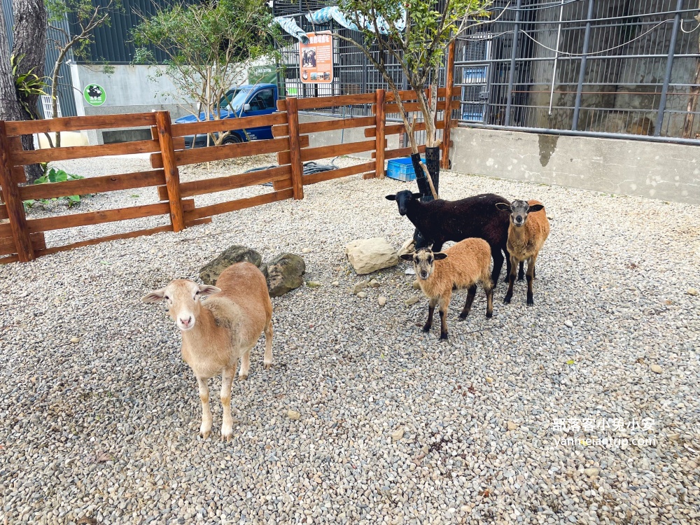 南投鹿谷【鹿芝谷生態景觀園區】山中小鎮的可愛動物農場