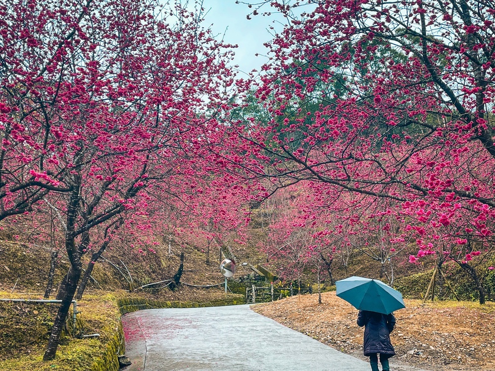 宜蘭冬山最美露營區！松櫻秘境，免費開放參觀櫻花林有夠浪漫的 @小兔小安*旅遊札記