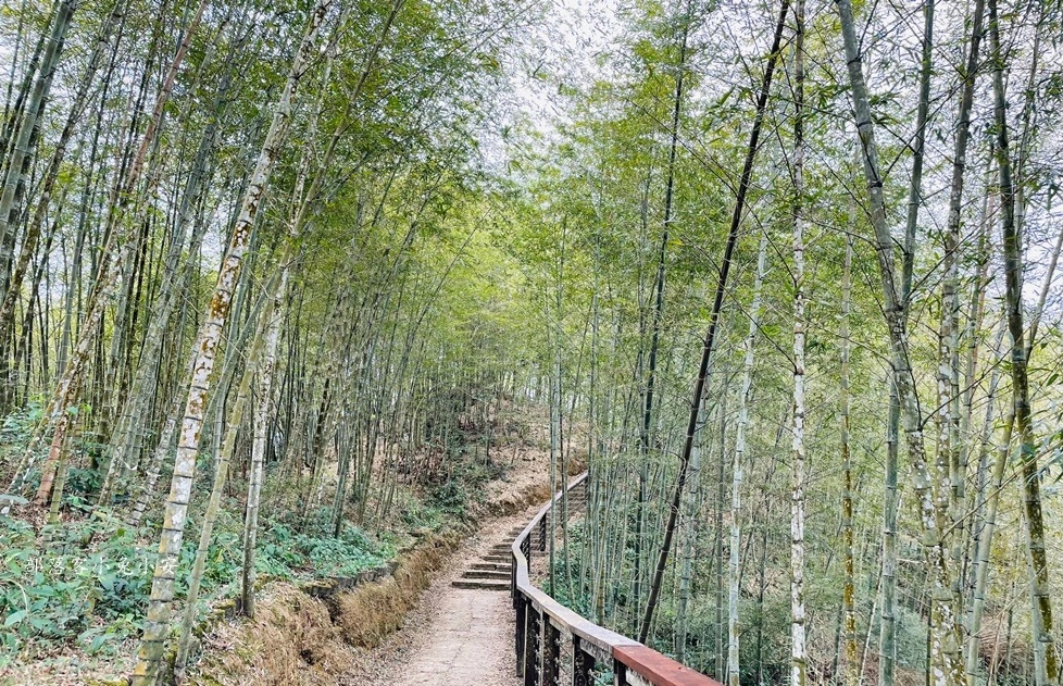 網站近期文章：梅山鄉【孝子路步道】單程只要步行15分鐘就能抵達中途點竹林涼亭