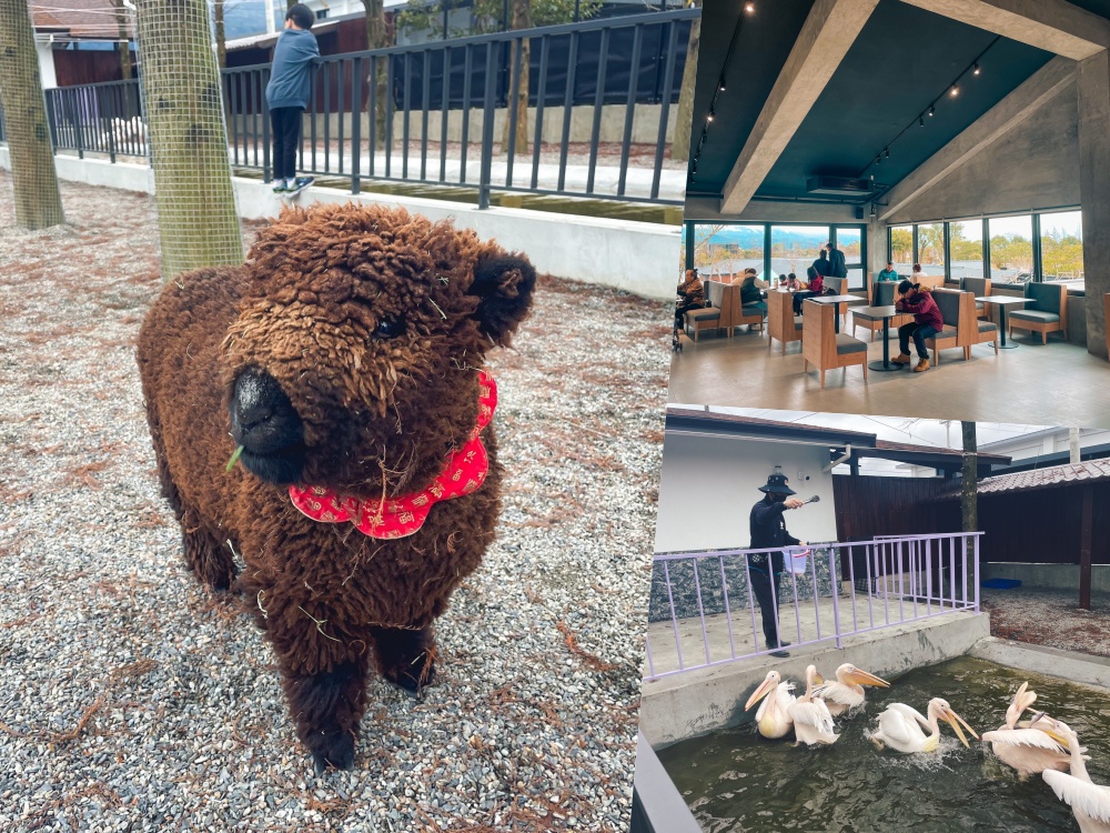 【宜蘭樹懶餐廳】全新萌寵景觀餐廳！來餵食高地牛、泰迪羊、鸚鵡，現場還有鵜鶘驚喜現身！ @小兔小安*旅遊札記