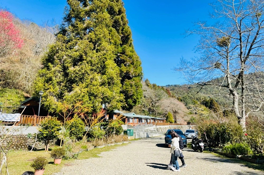 泰安鄉【苗栗觀霧山莊】位於海拔2000公尺高的森林步道，來回一小時輕鬆走