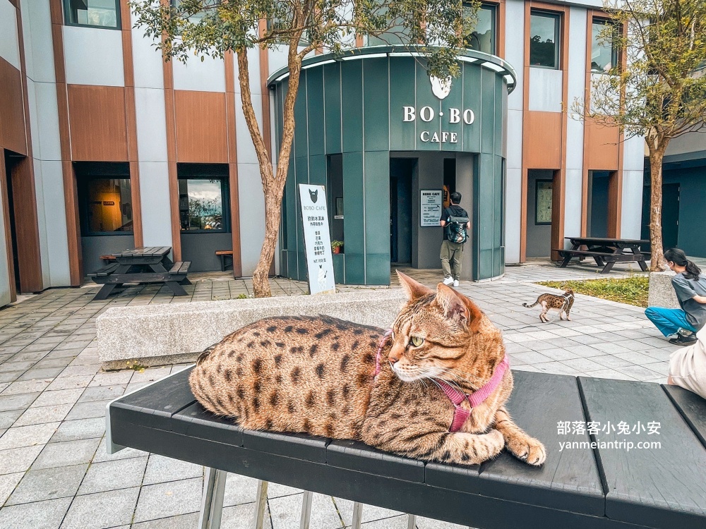 五股【豹豹咖啡】森林園區內的景觀咖啡館，有可愛店貓住在裡面(攻略)