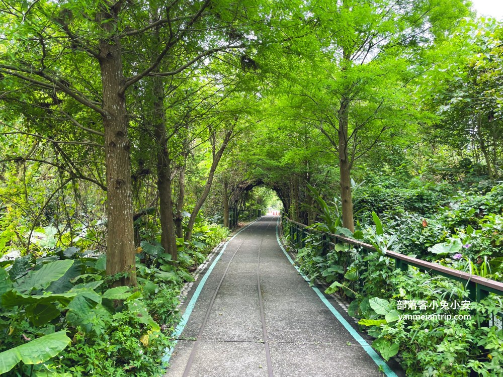 雲林【古坑綠色隧道】假日市集吃美食、暢遊綠色單車廊道、鵝媽媽鵝童驛站免費逛