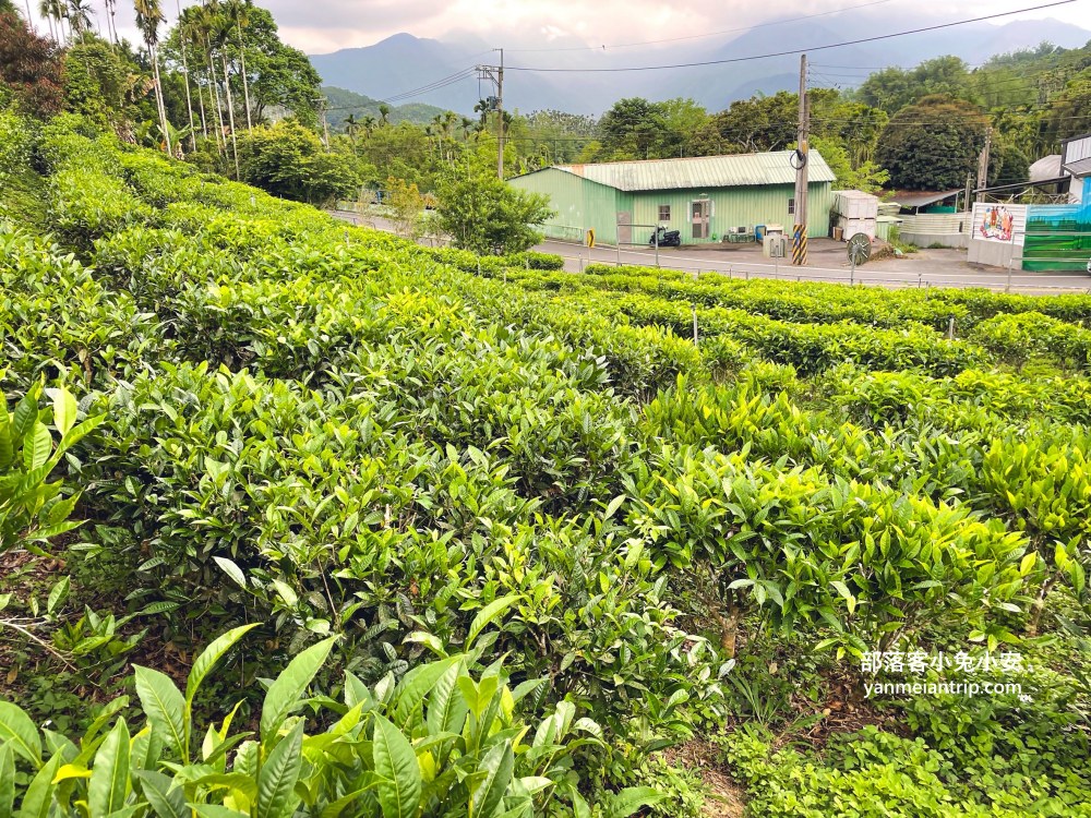 HUGOSUM和菓森林紅茶莊園｜半日茶師小旅行，TEAGE一頁茶傳習所DIY紅茶體驗真好玩
