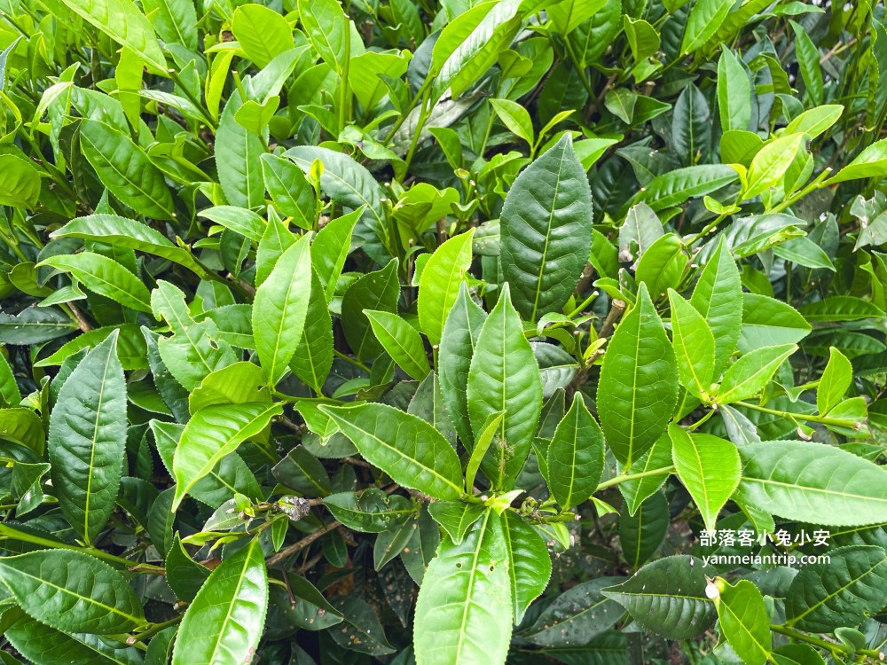 HUGOSUM和菓森林紅茶莊園｜半日茶師小旅行，TEAGE一頁茶傳習所DIY紅茶體驗真好玩