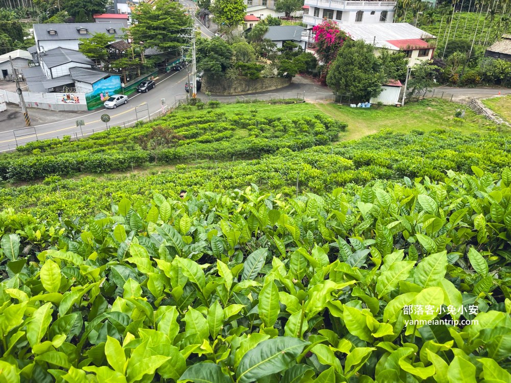 HUGOSUM和菓森林紅茶莊園｜半日茶師小旅行，TEAGE一頁茶傳習所DIY紅茶體驗真好玩