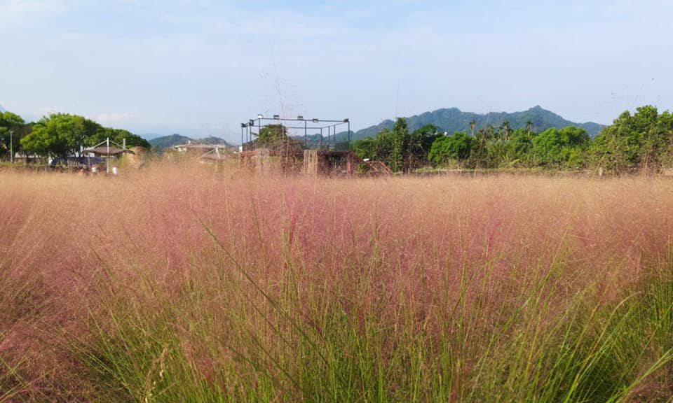 南投》免飛韓國了！集集浪漫粉黛亂子草，和平快樂田園粉紅棉花糖場景好夢幻！