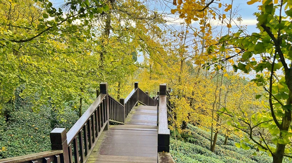 南投銀杏森林值得去嗎?武岫農圃&大崙山觀景臺的交通路況