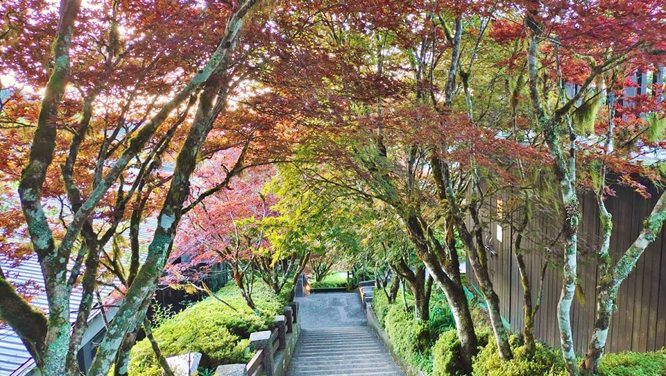 宜蘭太平山莊紅葉隧道，夏季超美火紅紫葉槭韻染翠綠山嵐