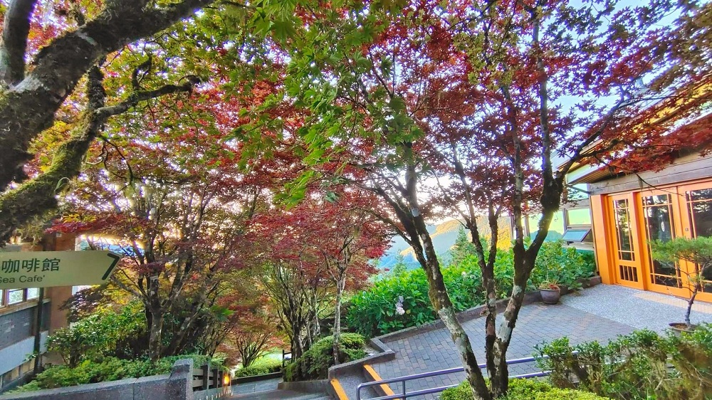 宜蘭太平山莊紅葉隧道，夏季超美火紅紫葉槭韻染翠綠山嵐