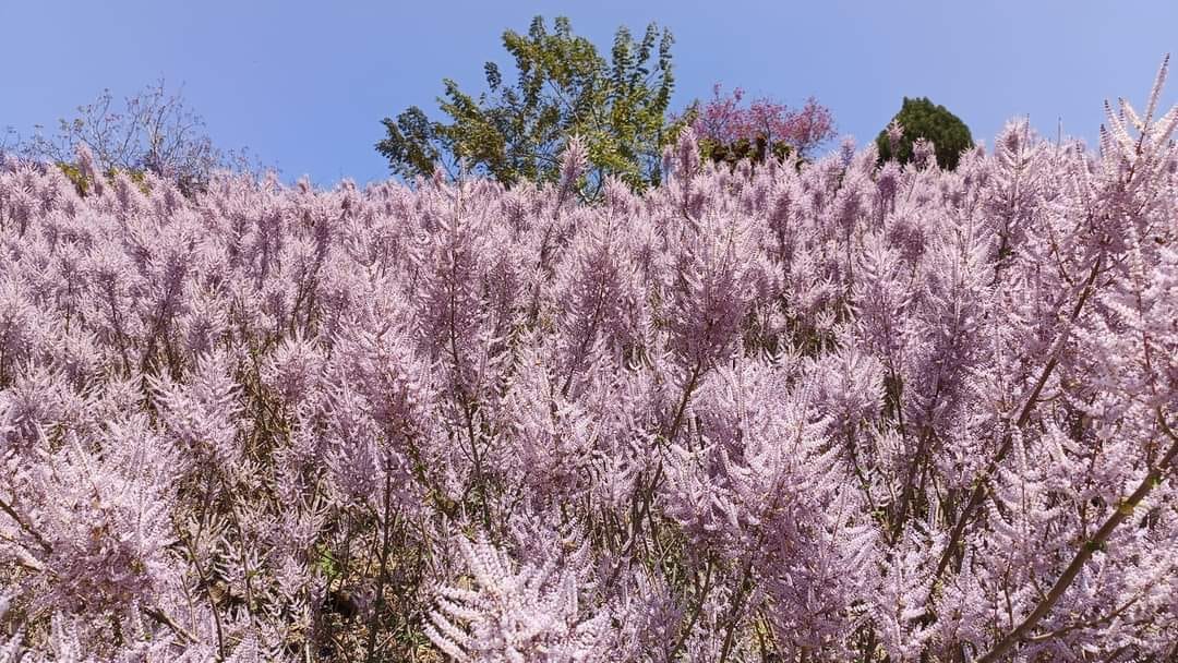 南投中寮【瑰蜜甜心玫瑰園】毛茸茸花海山丘，交通方式與門票介紹!!