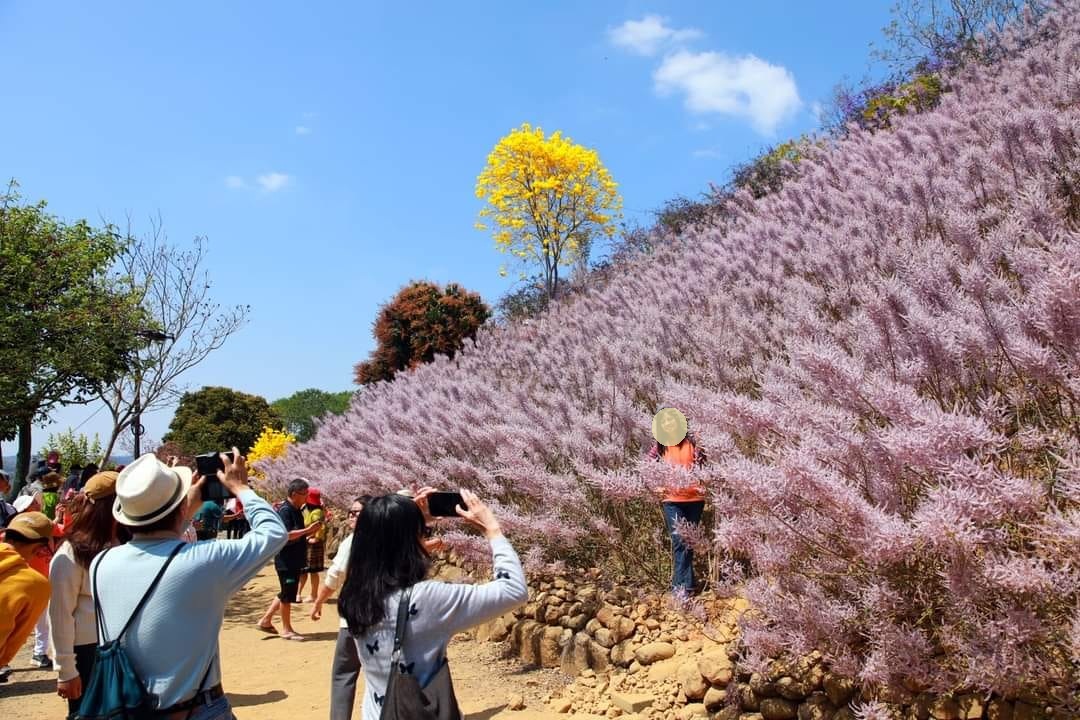 南投中寮【瑰蜜甜心玫瑰園】毛茸茸花海山丘，交通方式與門票介紹!!