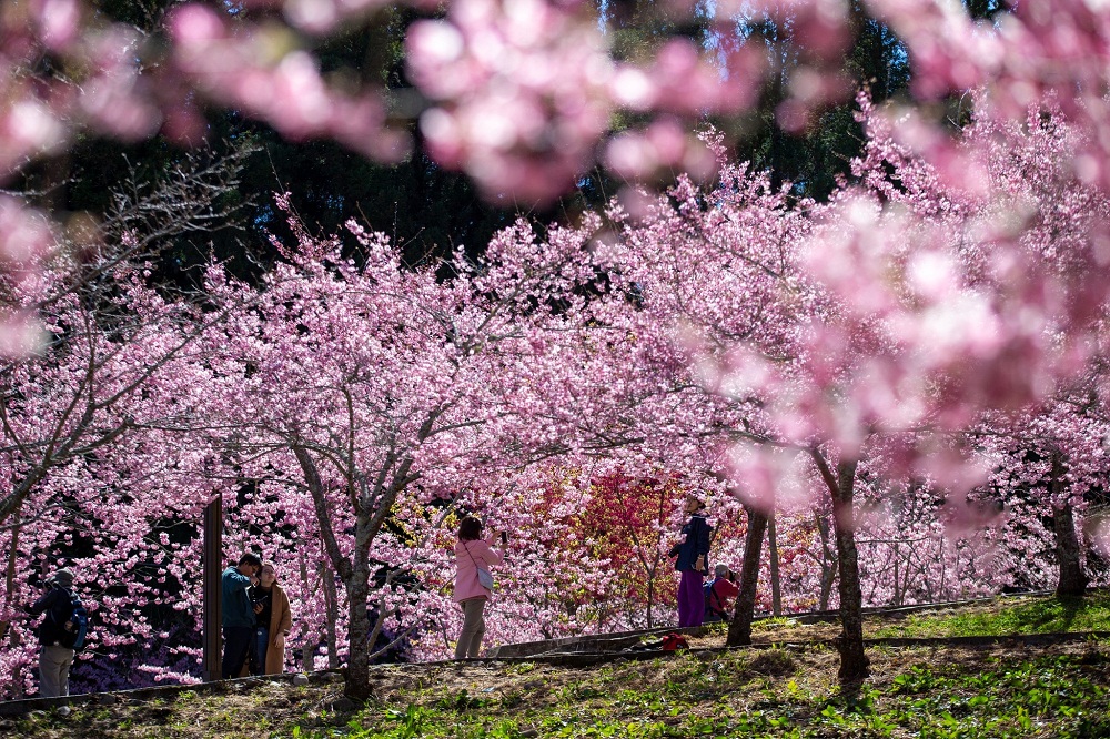 2023【福壽山千櫻園】交通和門票資訊，粉紅櫻花林即時影像