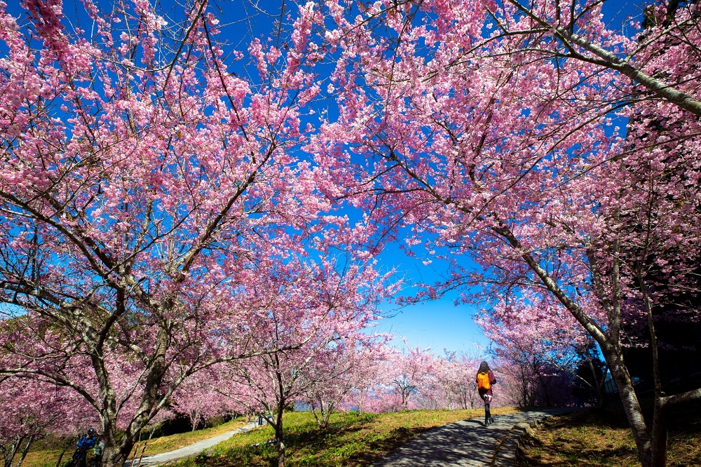 這樣玩「福壽山千櫻園」交通和門票資訊，粉紅櫻花林即時影像