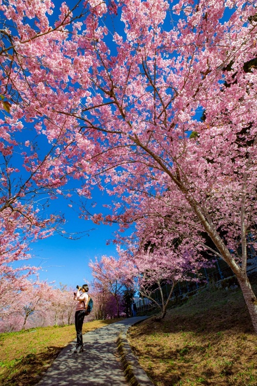 2023【福壽山千櫻園】交通和門票資訊，粉紅櫻花林即時影像