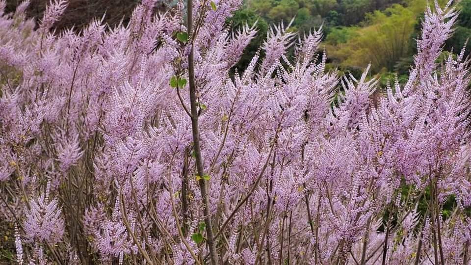 南投中寮【瑰蜜甜心玫瑰園】毛茸茸花海山丘，交通方式與門票介紹!!