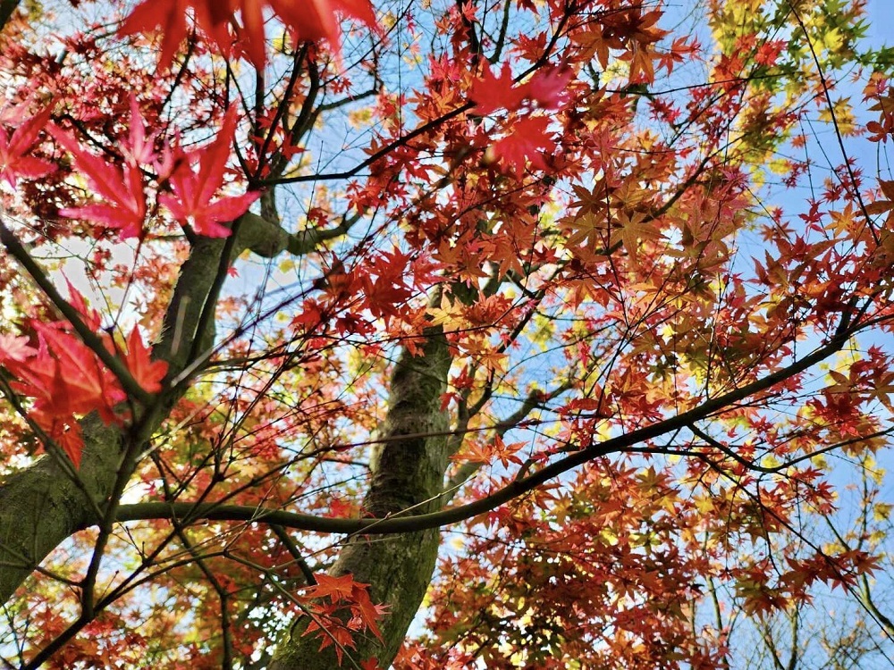 台北陽明山奧萬大樂活莊園，賞楓紅最佳景點，門票資訊介紹!!