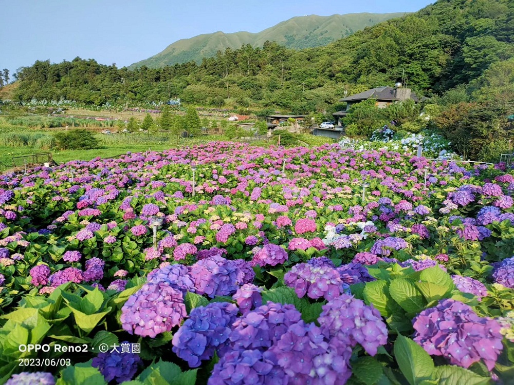 竹子湖「大賞園」繽紛繡球花田，IG打卡夢幻花海超美!!