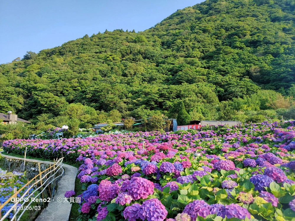 竹子湖「大賞園」繽紛繡球花田，IG打卡夢幻花海超美!!