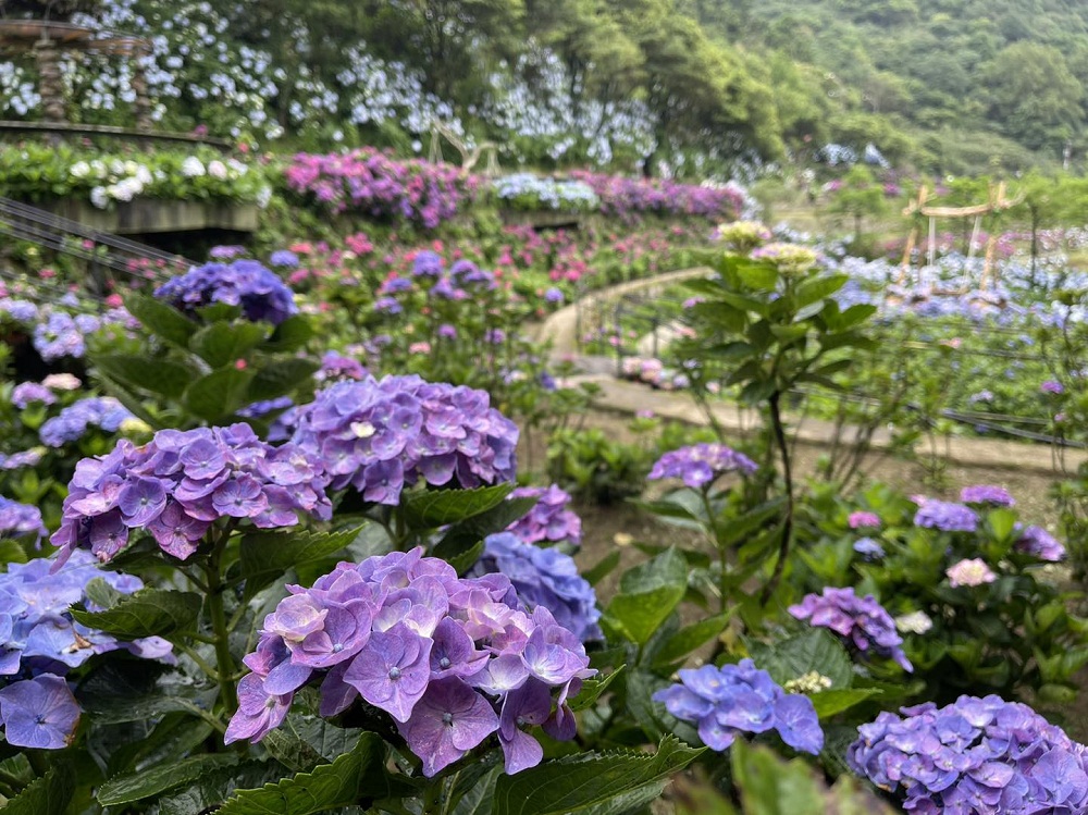 竹子湖「名陽匍休閒農莊」超美繡球花田，海芋花況介紹