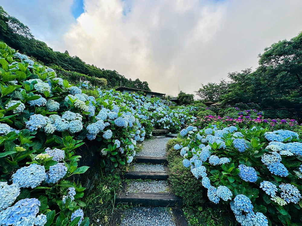 整理「竹子湖繡球花」推薦陽明山繡球花季各家花況與門票優惠